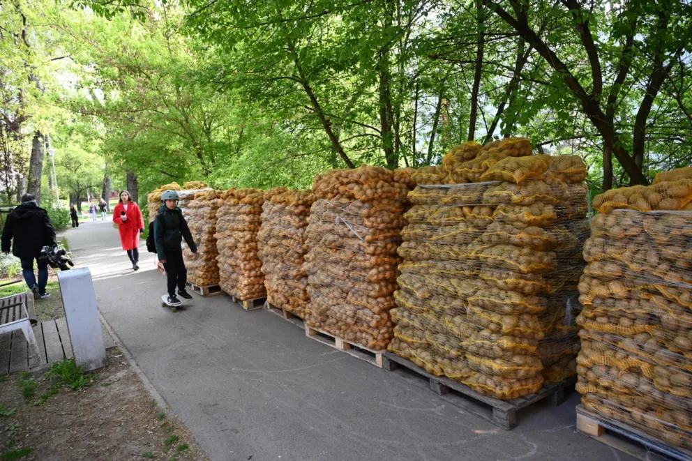 W Krakowie rozdają za darmo ziemniaki. Do odebrania 10 ton
