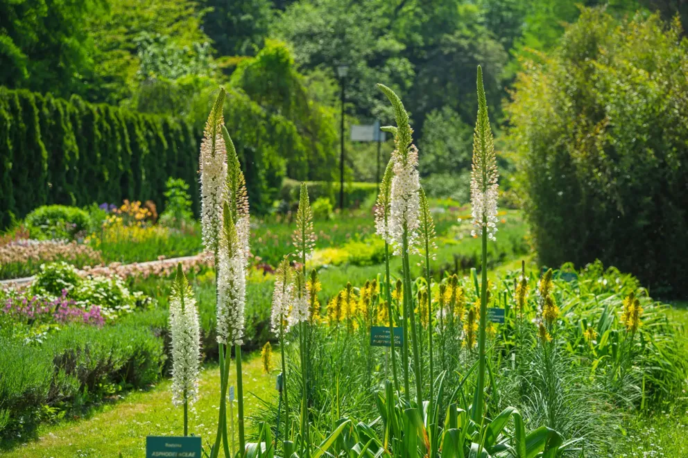 Ależ tu pięknie! Warto odwiedzić Ogród Botaniczny Uniwersytetu Jagiellońskiego w Krakowie