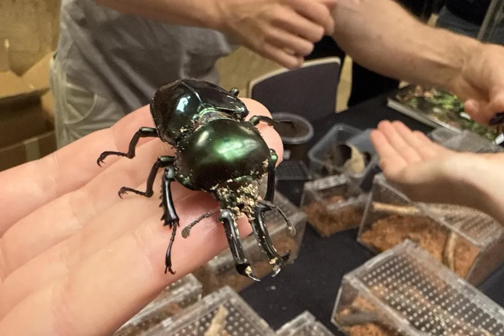 Arachnofobia? To nie ten adres. Kraków zaprasza na Ogólnopolskie Dni Owada