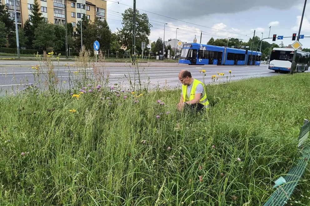Jak często kosić trawę? Badania UJ przynoszą ciekawe wnioski