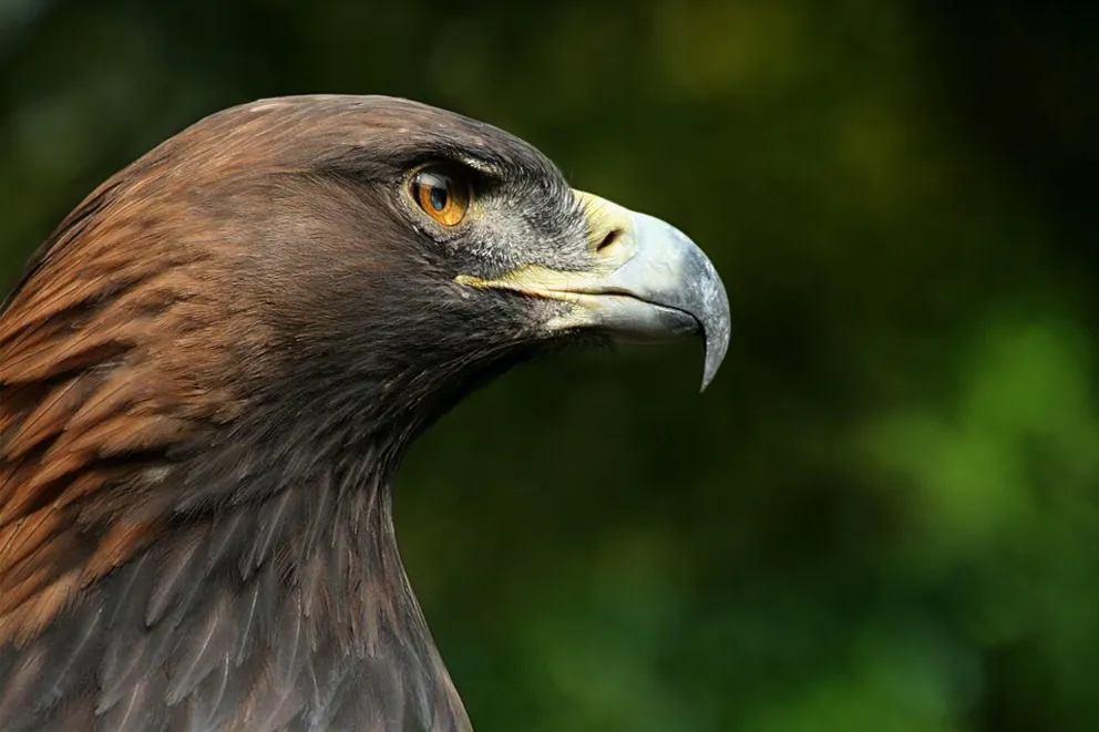 Cztery koźlęta w miesiąc. Przyrodników zaskoczyły obserwacje orłów w Tatrach