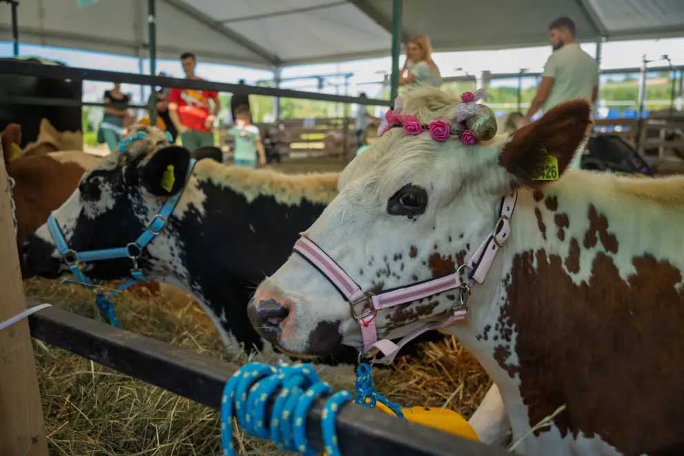 Krowy w wiankach, alpaki i potężne maszyny. Agropromocja w Starym Sączu przyciągnęła tłumy