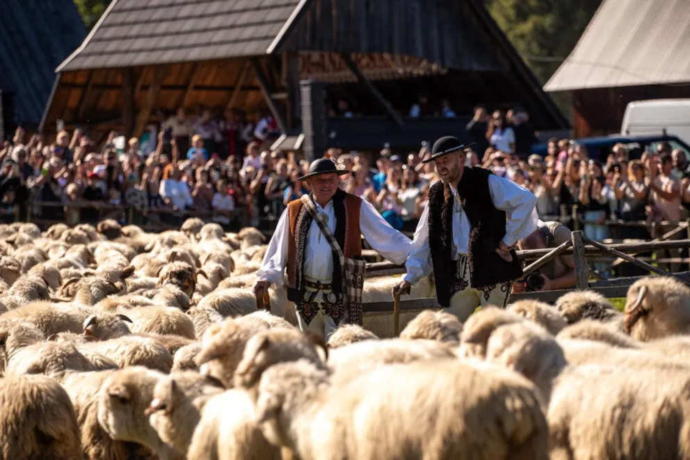Czas pożegnać hale. Jesienny redyk w Dolinie Chochołowskiej