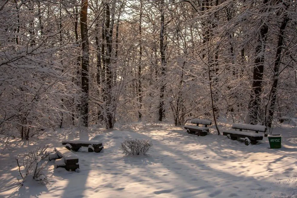 Las Wolski zimą w fotografii Agnieszki Szuwarzyńskiej