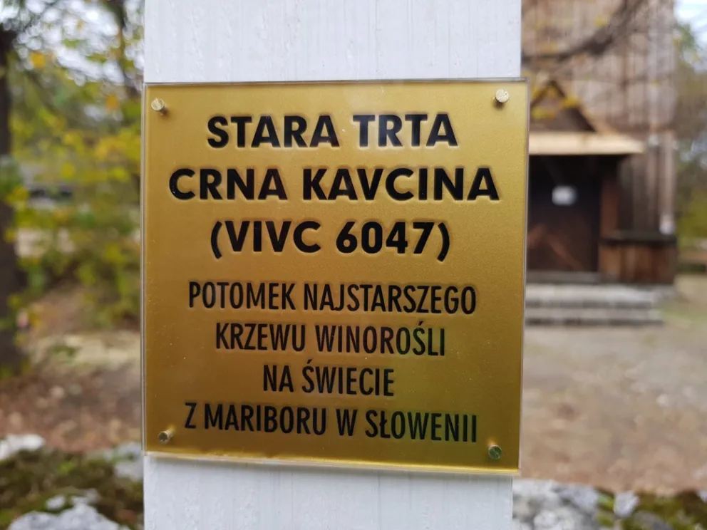 Najstarsza winorośl zasadzona w Wygiełzowie na stulecie odzyskania niepodległości
