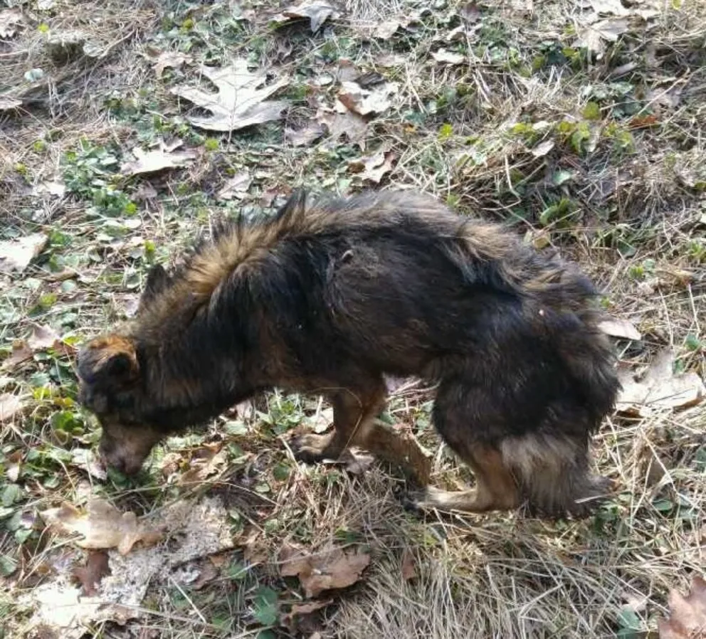Dzielnicowi znaleźli wychudzonego psa. Teraz szukają jego właściciela lub nowego domu