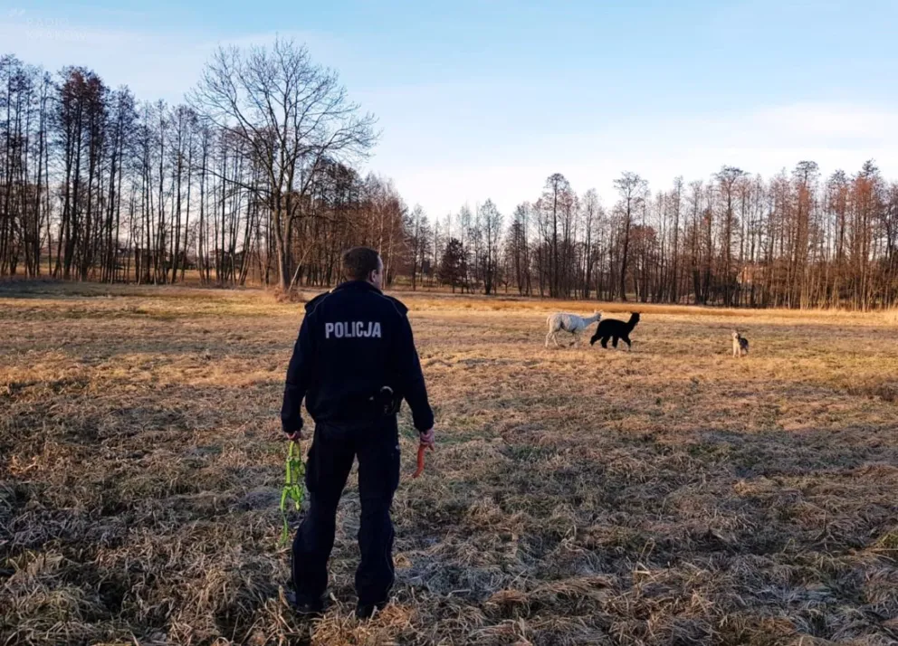 Policjanci z Oświęcimia ścigali... dwie egzotyczne uciekinierki