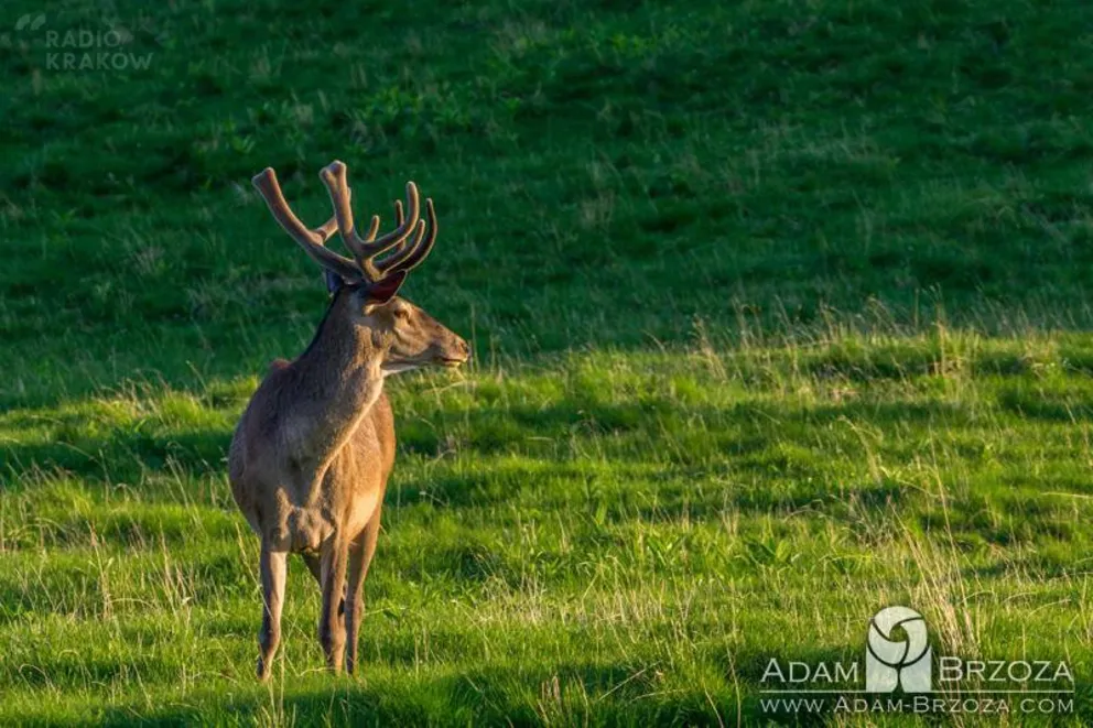Fauna Tatr w fotografii Adama Brzozy