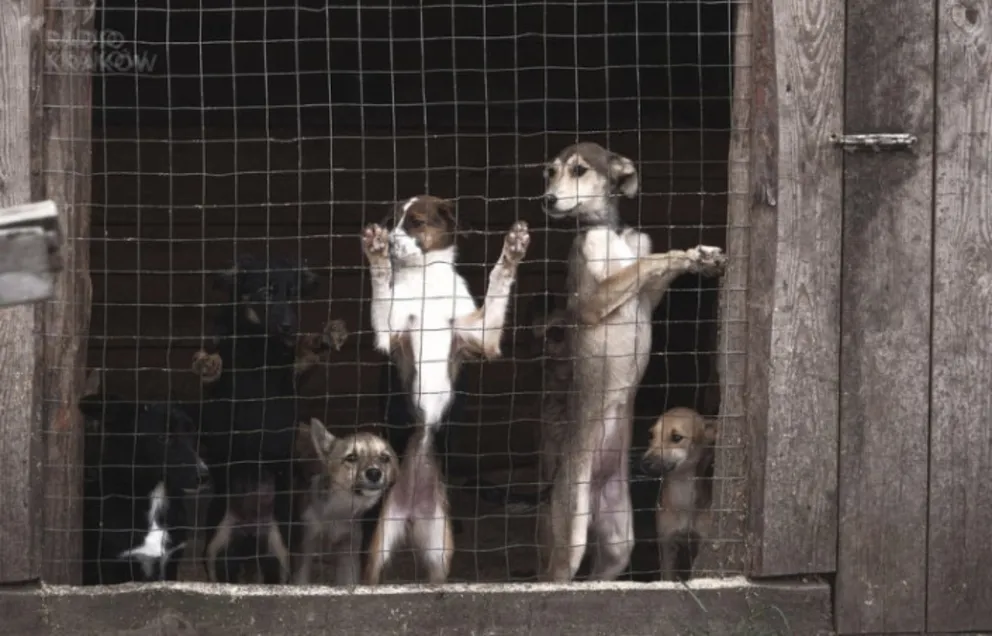 Zmiana trybu adopcji zwierząt w Krakowie