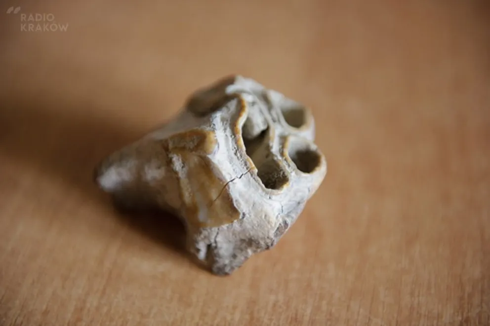 Prehistoryczne znalezisko na dnie Dunajca k. Tarnowa