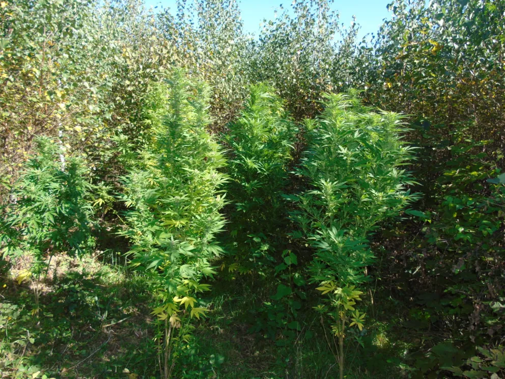 Rzyki: Grzybiarz znalazł w lesie plantację marihuany