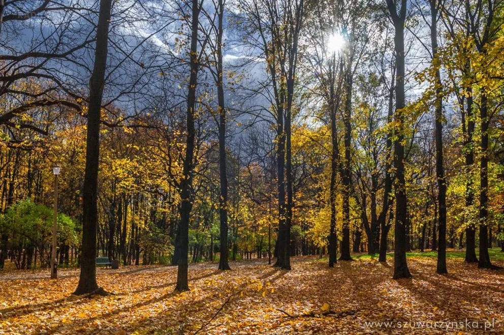 Jesień w Parku Lotników w fotografii Agnieszki Szuwarzyńskiej
