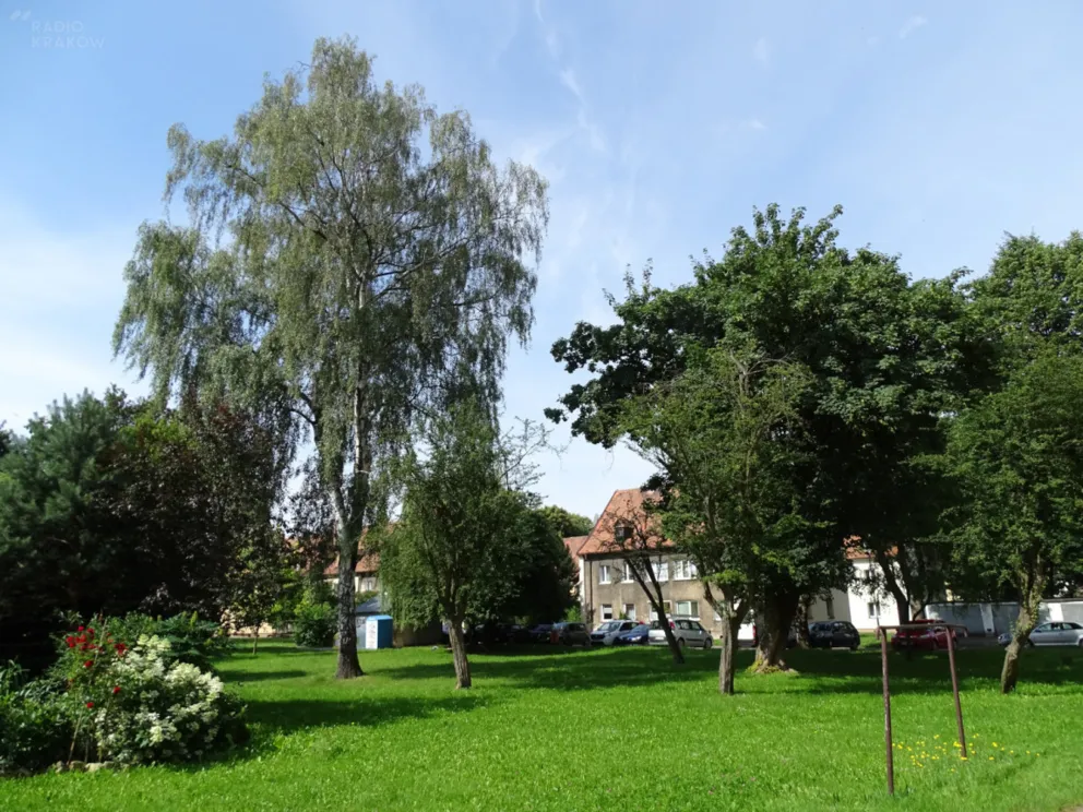Muzeum Pamięci Mieszkańców Ziemi Oświęcimskiej przeprowadziło pionierskie badania dendrologiczne