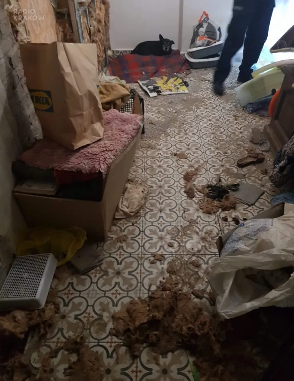 Chrzanów: podejrzana o brutalne znęcanie się nad zwierzętami usłyszała zarzuty