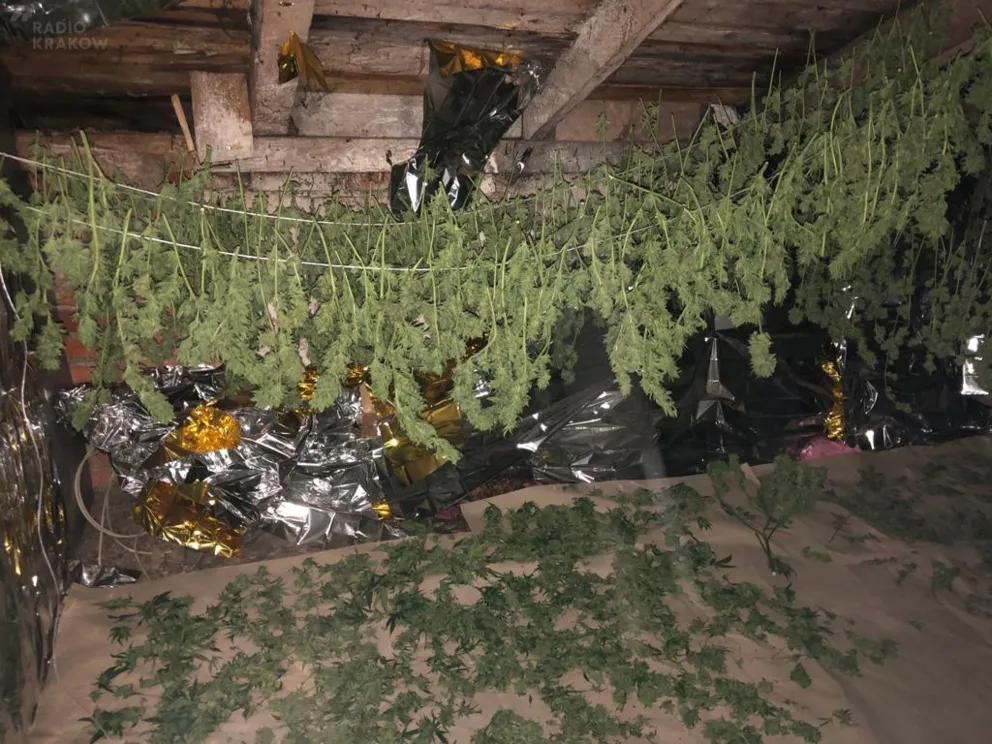 Oświęcim: Areszt dla plantatora 29 kg marihuany