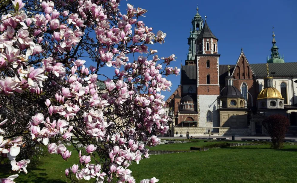 To już na pewno wiosna! Na Wawelu zakwitła magnolia