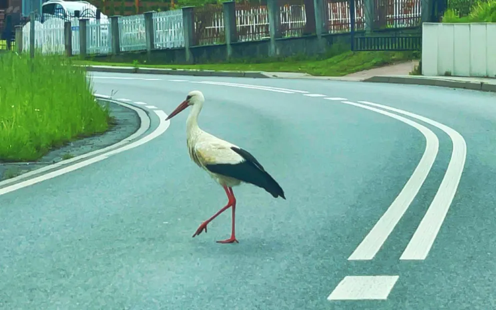 Ryczów: uważajcie na bociany!