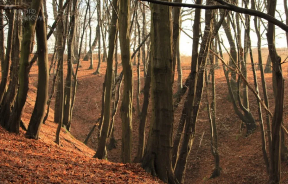 Naukowcy bronią lasów na terenie wąwozów kleszczowskich