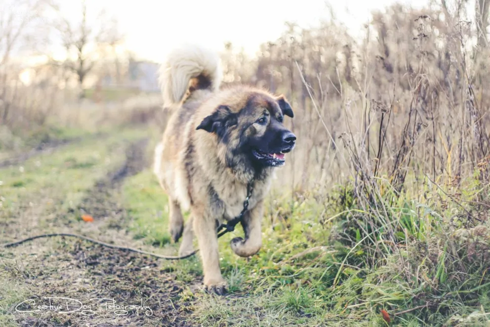Rysia z Ośrodka Adopcyjnego Skawińskiego Stowarzyszenia Pomocy dla Zwierząt w Skawinie