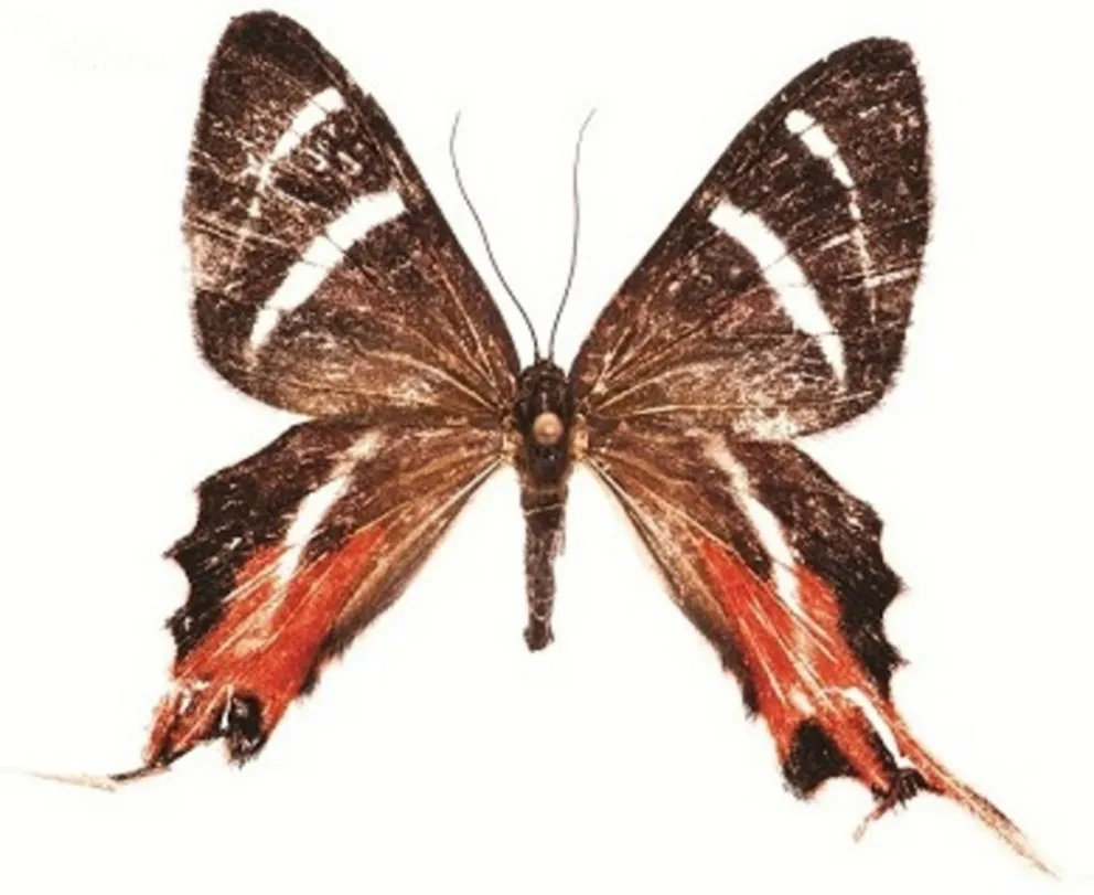 Erateina sprytna dziewczyna złapana  w południowo-wschodniej Wenezueli przez polsko-wenezuelską ekspedycję/fot. Marek Arcimowicz, National Geographic Polska