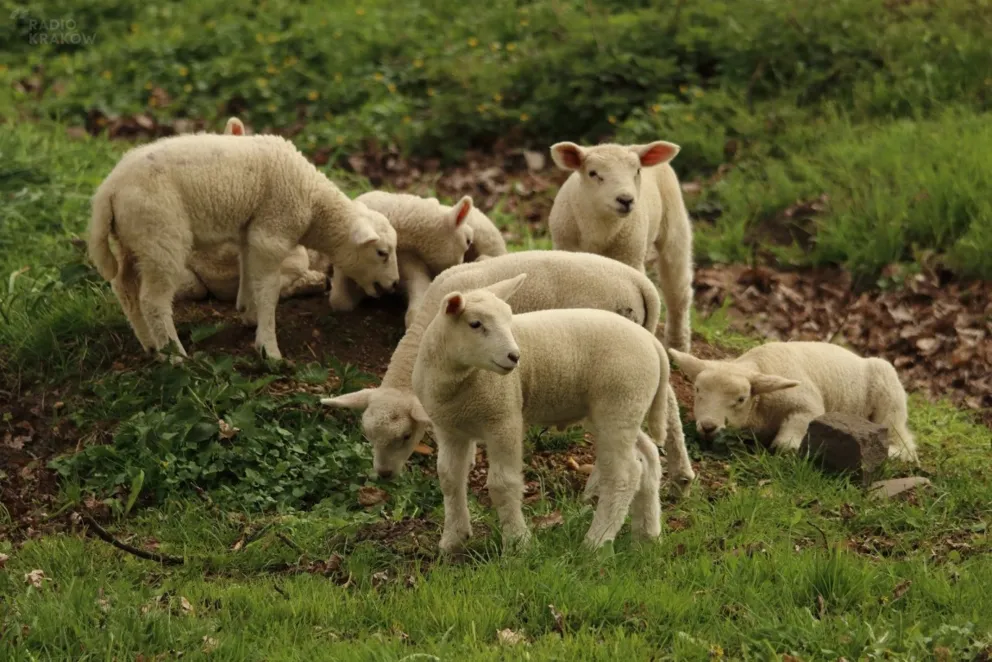Hodowcy z Podhala chcą interwencyjnego skupu jagnięciny